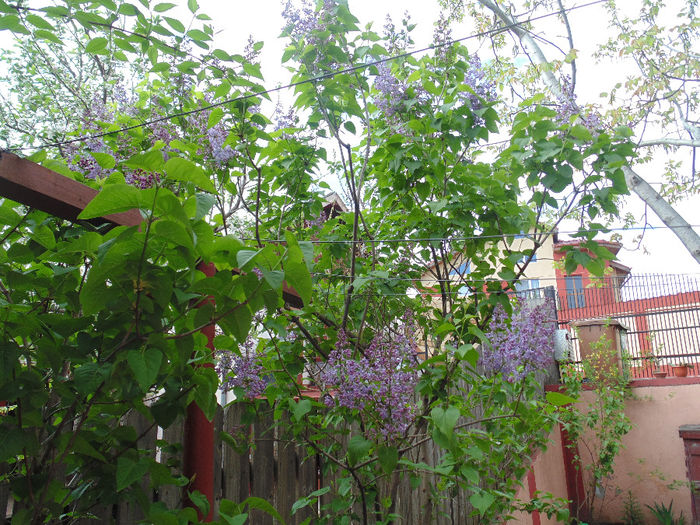 DSC01358 - Curtea si gradina