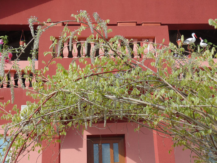 DSC01368 - Curtea si gradina