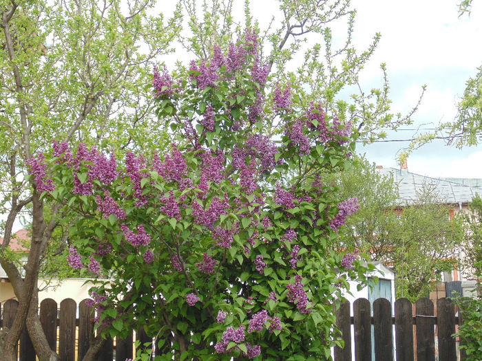 DSC01380 - Curtea si gradina