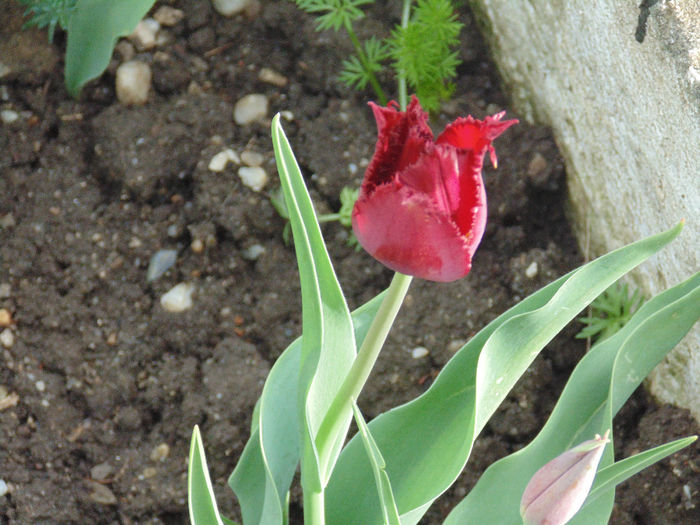 DSC01375 - Curtea si gradina