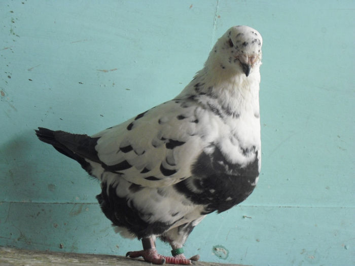 CIMG7637 - m---PORUMBEI VANDUTI