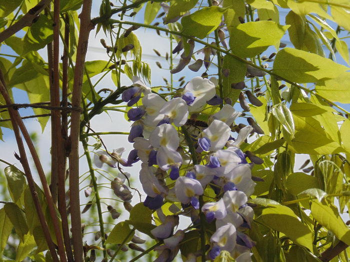 DSC01486 - Curtea si gradina