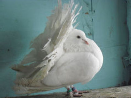 95456137_HUJUUWG3 - m---PORUMBEI VANDUTI