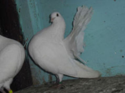 96099213_XXOZFYN - m---PORUMBEI VANDUTI