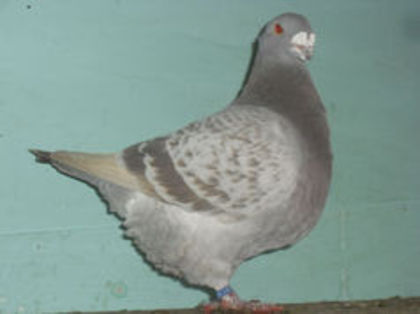 96844918_GJBQCHI3 - m---PORUMBEI VANDUTI