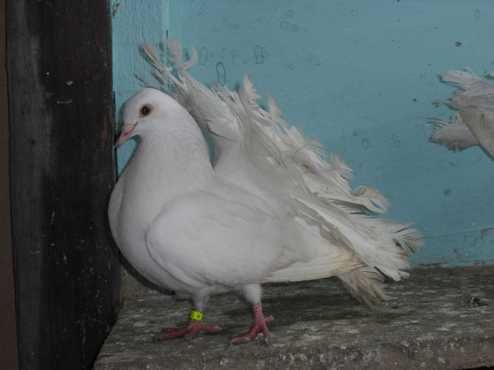 CIMG6847 - m---PORUMBEI VANDUTI