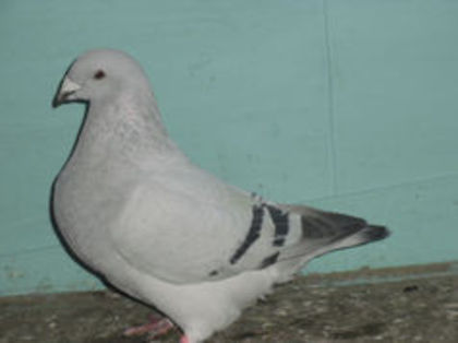 94040455_MIIUZDX3 - m---PORUMBEI VANDUTI