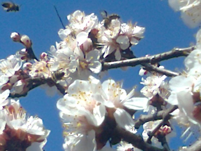 Fotografie0453 - FLORI DE PRIMAVARA