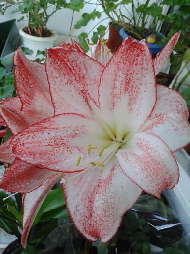 2014-02-09 12.08.07 - amaryllis