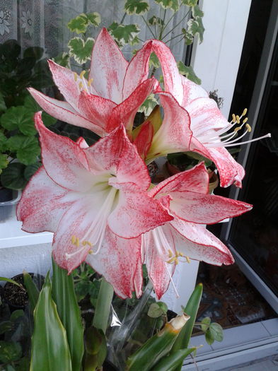 2014-02-09 12.08.16 - amaryllis