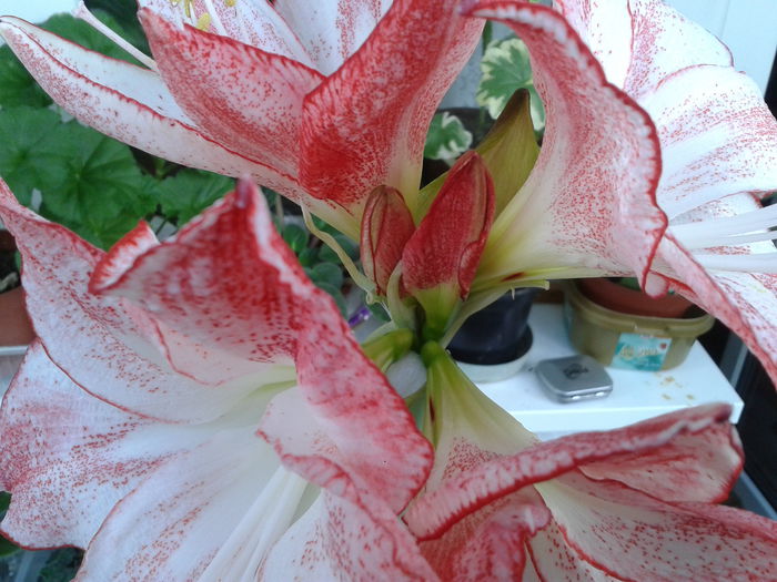 2014-02-09 12.08.22 - amaryllis