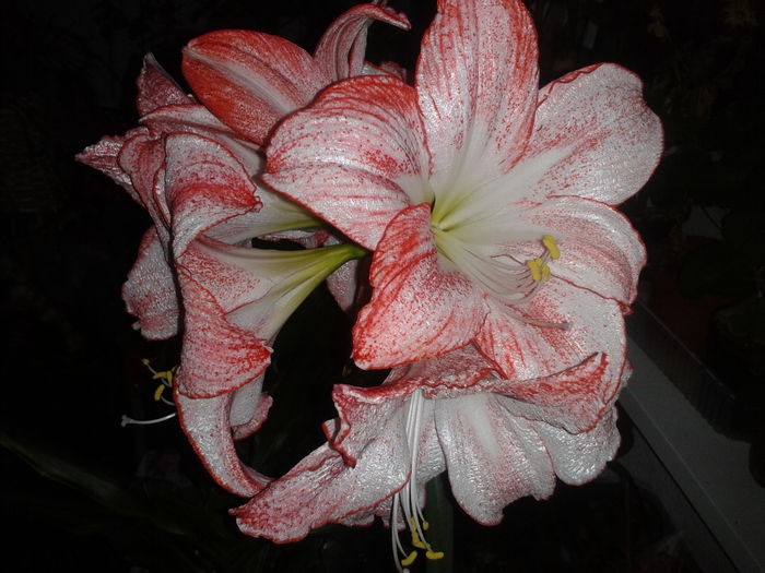 Aici denumirea stiintifica - amaryllis