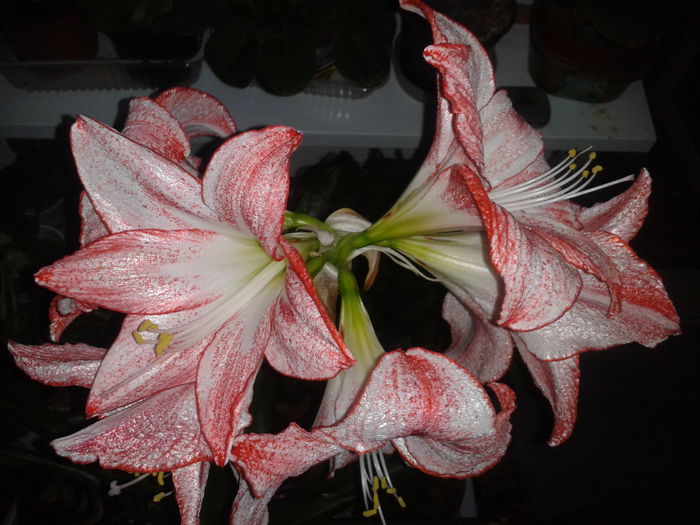 2014-02-13 19.11.39 - amaryllis