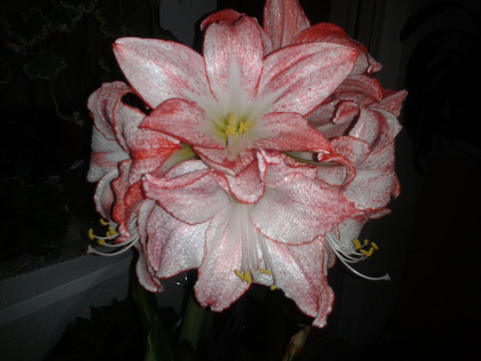 2014-02-13 19.11.47 - amaryllis