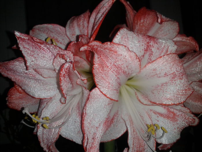 2014-02-13 19.11.54 - amaryllis