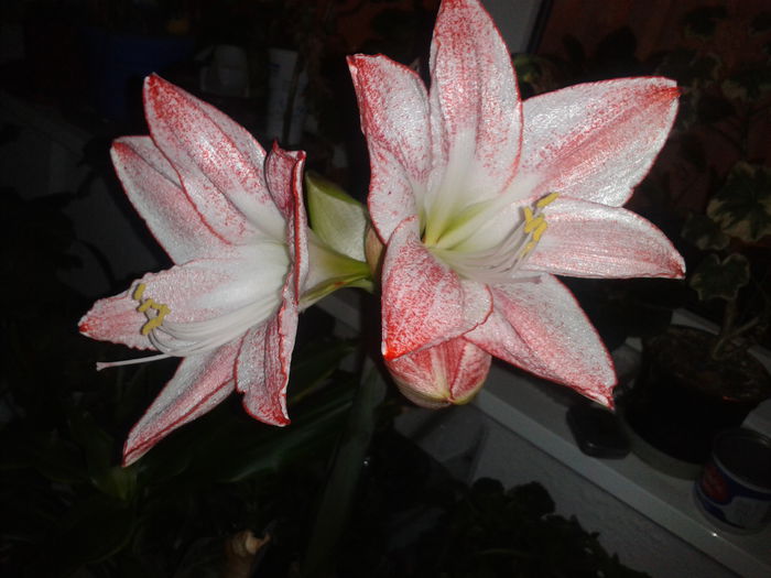 2014-02-26 19.04.58 - amaryllis