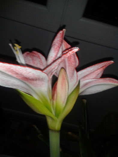 2014-02-26 19.05.08 - amaryllis