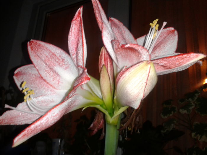 2014-02-26 19.05.18 - amaryllis