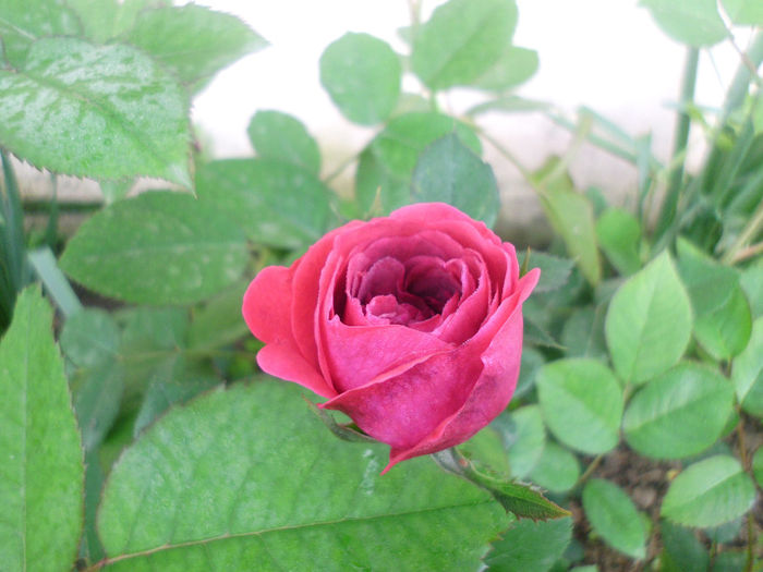 Darcey Bussell - Trandafiri si clematite 2014