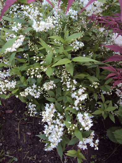 DSC03653 - 2014 Gradina