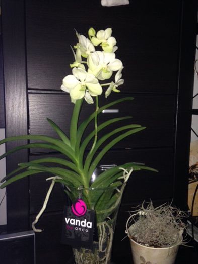 Vanda alba - Vanda