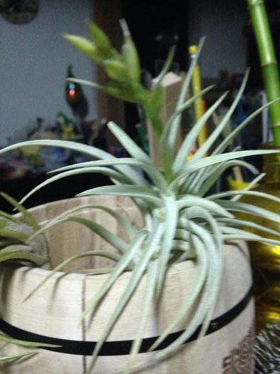 image - Tillandsia