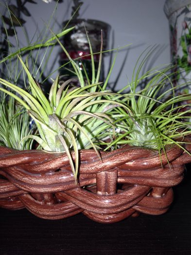 image - Tillandsia