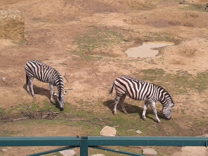 20140427_123858 - la zoo in belgea