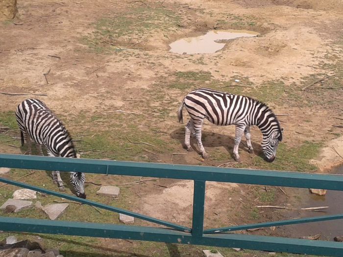 20140427_123918 - la zoo in belgea