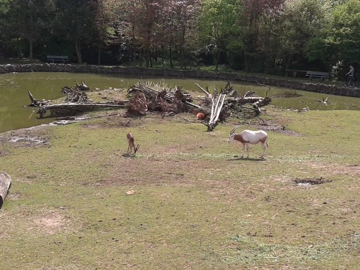 20140427_124225 - la zoo in belgea