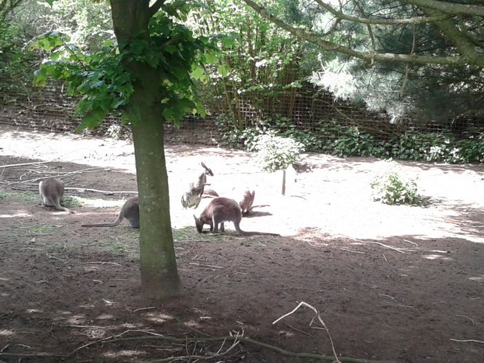 20140427_124503 - la zoo in belgea