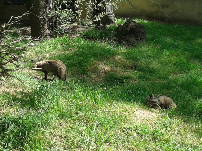 20140427_125005 - la zoo in belgea