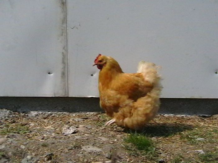 IMGA0953 - G ORPINGTON GALBEN