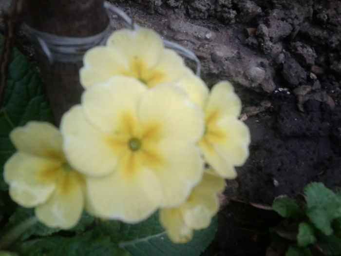 Fotografie0108 - flori de gradina2014