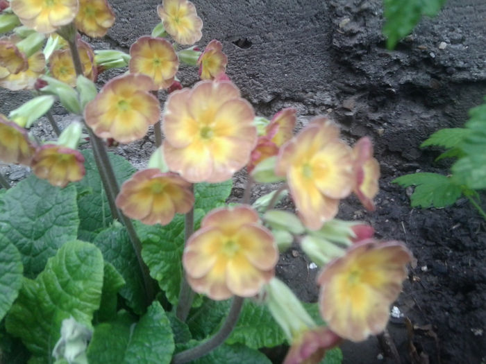 Fotografie0112 - flori de gradina2014