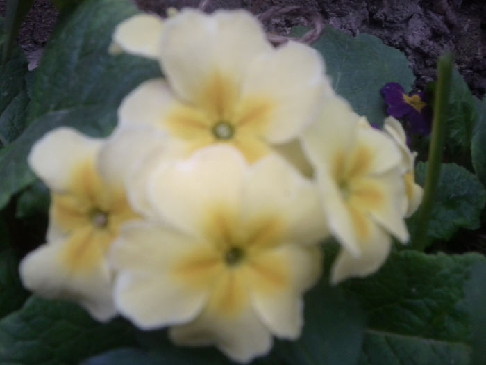 Fotografie0442 - flori de gradina2014