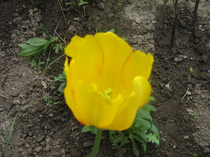 lalele 001 - In gradina mea