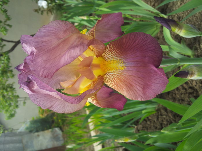 iris germanica - Irisi 2014