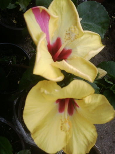 adonicus yelow