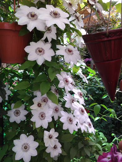 clematis    miss bateman - 1mai