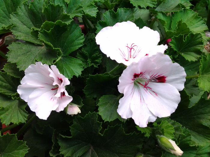 20140502_151240 - 1mai