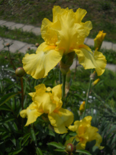 DSCN1579_010 - irisi 2014