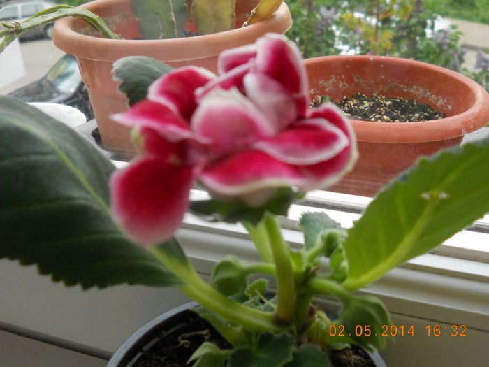 gloxinia