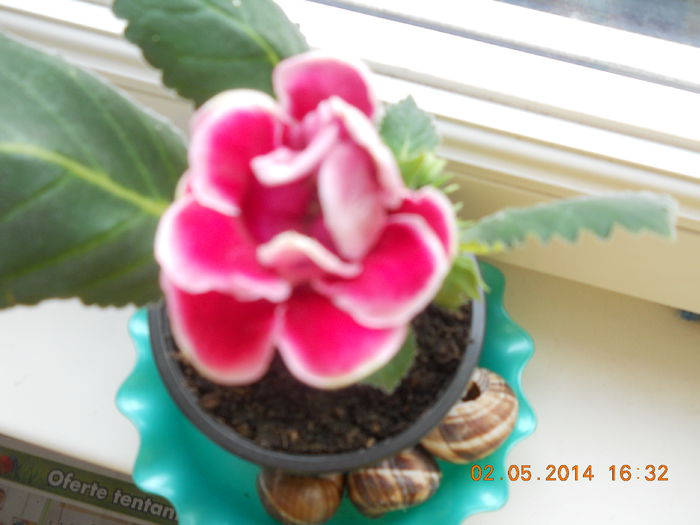 gloxinia - MAI 2014