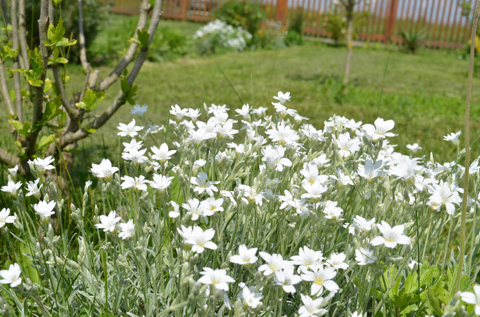 DSC_0633 - 2 mai 2014