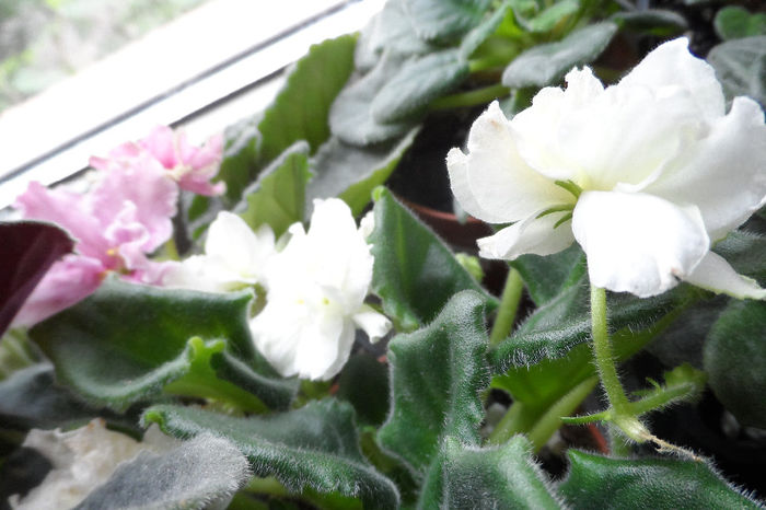 SAM_2441 - Violete africane