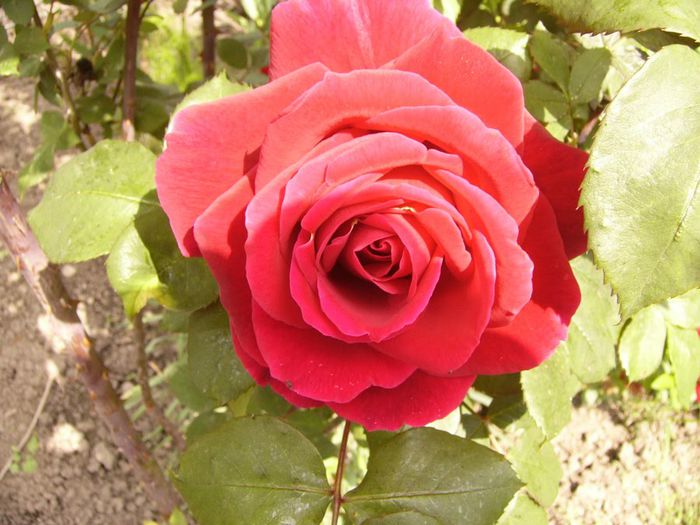 P1200439