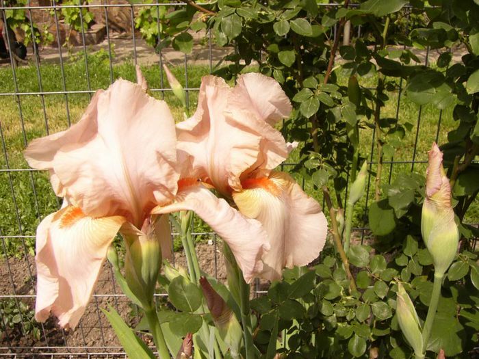 Iris Edward of Windsor - Anul 2014