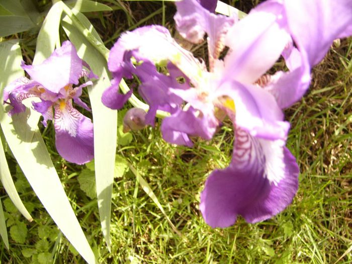 P1200454