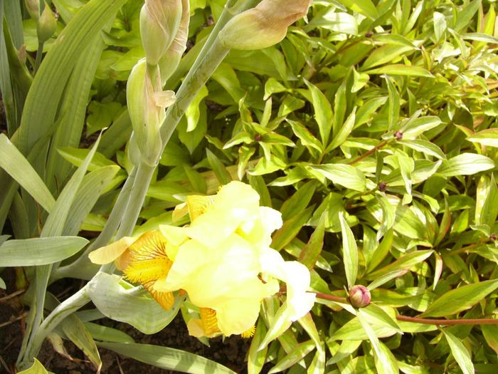 P1200459